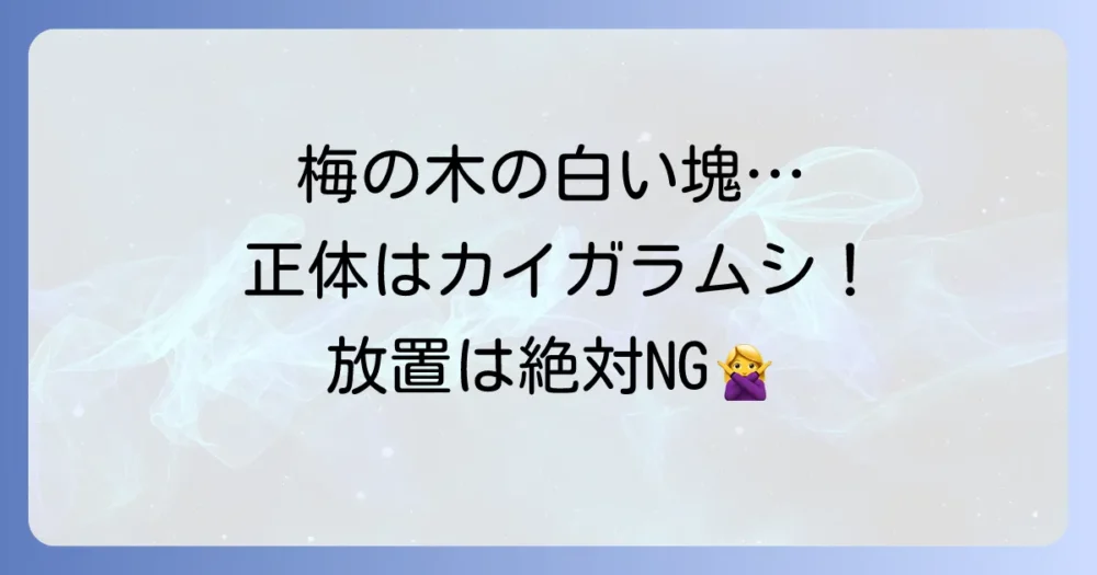 梅の木に付いた白いものの正体はカイガラムシ！