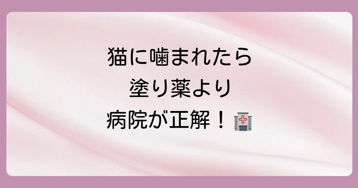 【まず結論】猫に噛まれたら塗り薬より病院受診が原則！