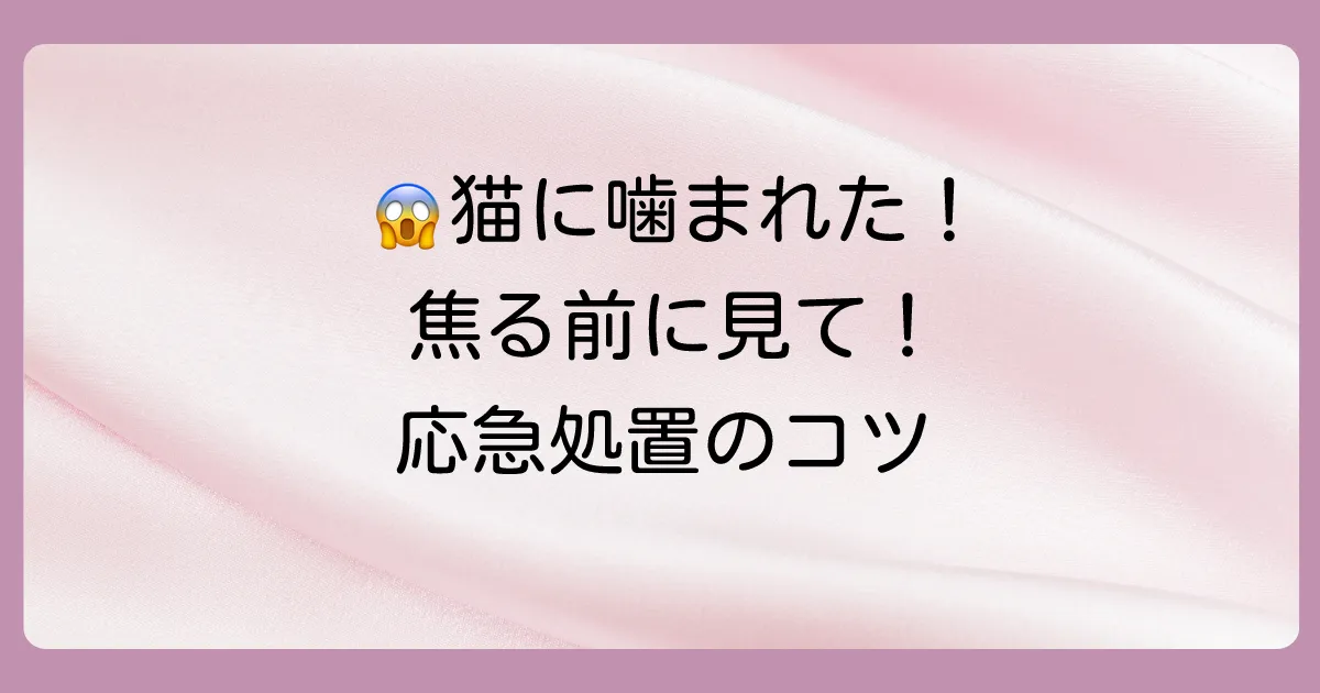 猫に噛まれた時の正しい応急処置【病院に行く前に】