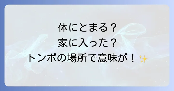 【状況別】トンボが逃げないスピリチュアルなメッセージ