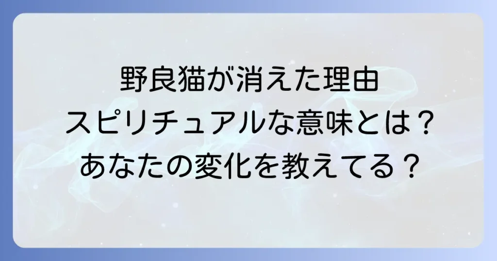 野良猫が来なくなったスピリチュアルな意味を徹底解説！隠されたメッセージと心の変化