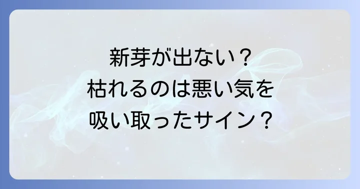 新芽が出ない・枯れる場合のスピリチュアルな解釈と対処法