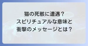 道路で猫の死骸を見たら？スピリチュアルな意味と適切な対処法を徹底解説
