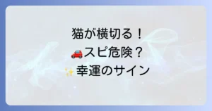 運転中に猫が横切るスピリチュアルな意味を徹底解説!幸運のサインか警告か