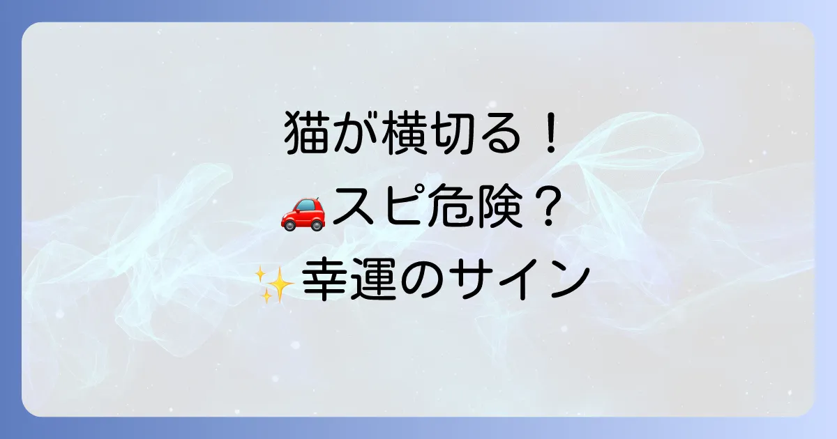 運転中に猫が横切るスピリチュアルな意味を徹底解説!幸運のサインか警告か