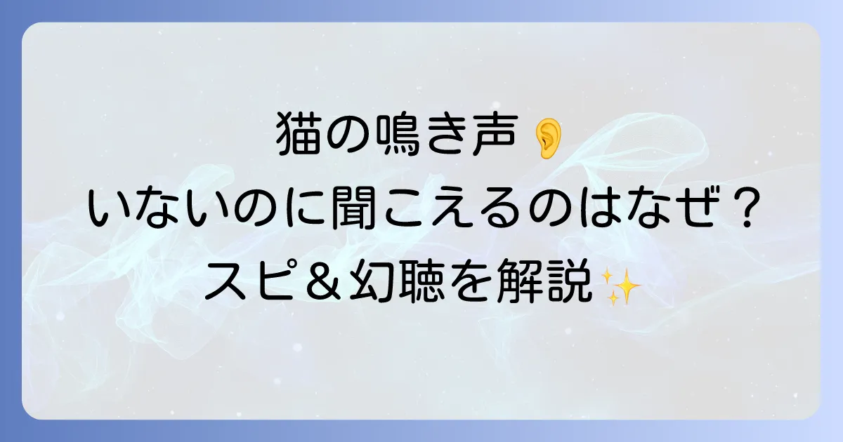 猫の鳴き声がいないのに聞こえるスピリチュアルな意味と幻聴の可能性を徹底解説