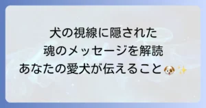 犬に見つめられるスピリチュアルな意味を徹底解説!愛犬の視線が伝える魂のメッセージ