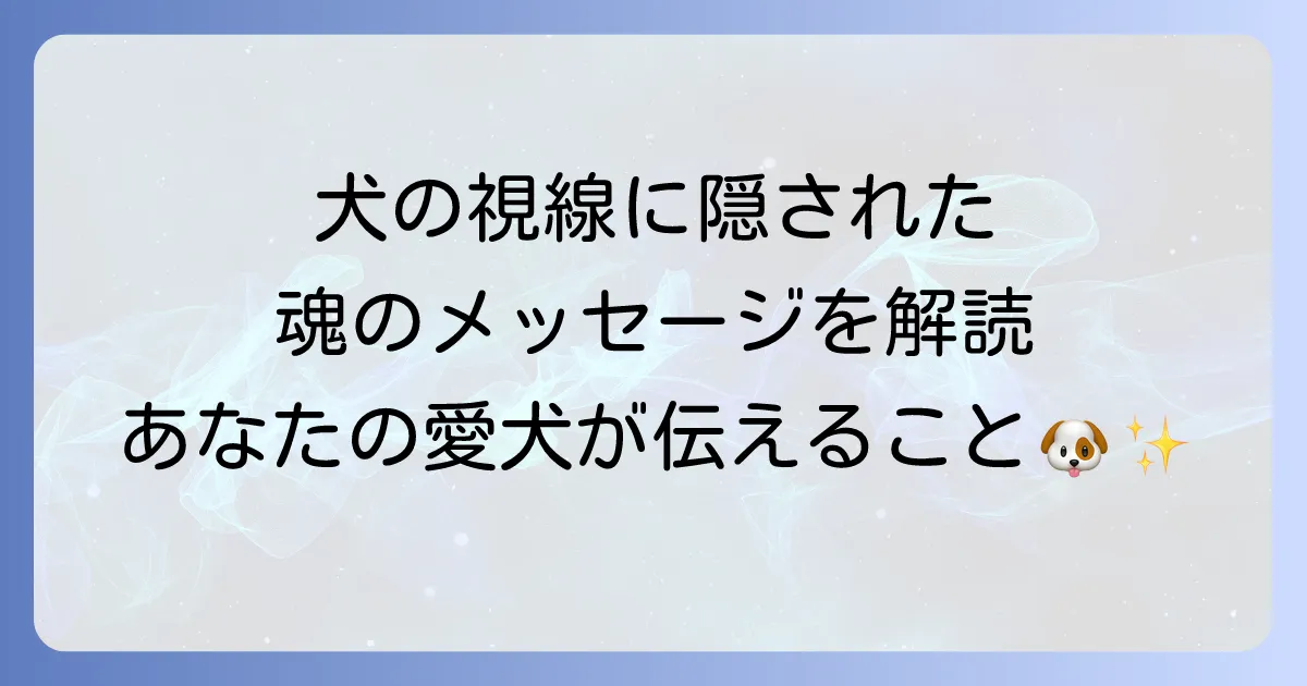 犬に見つめられるスピリチュアルな意味を徹底解説!愛犬の視線が伝える魂のメッセージ