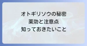 オトギリソウの薬効と安全性：伝統的な利用法から現代の注意点まで徹底解説