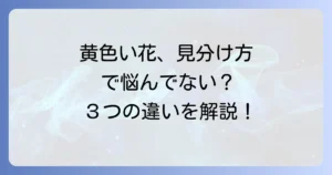 オトギリソウに似た花を見分ける！キンシバイやビヨウヤナギとの違いを徹底解説