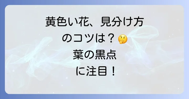 オトギリソウとはどんな花?その特徴を再確認