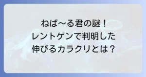 ねばーるくんのレントゲン徹底解説！伸びるカラクリと中身の謎に迫る