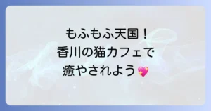 森の猫Pato'sCafeを徹底解説 香川高松のノルウェージャンフォレストキャット専門猫カフェの魅力
