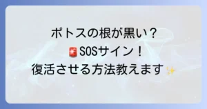 ポトス水栽培の根が黒い原因と復活方法を徹底解説！健康な根を育てるコツ