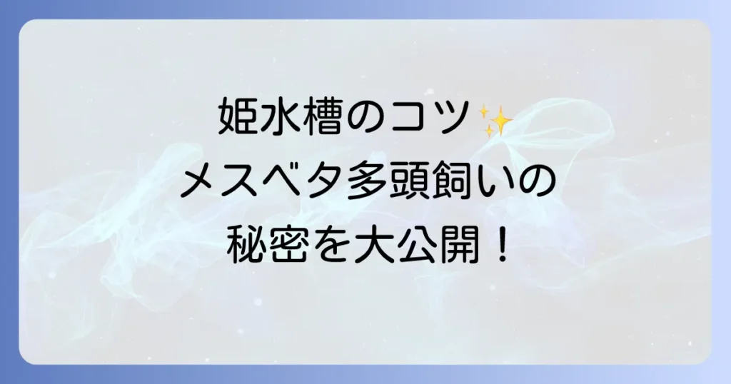 ベタのメス多頭飼いは可能？姫水槽のコツと注意点を徹底解説
