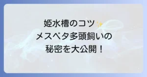 ベタのメス多頭飼いは可能？姫水槽のコツと注意点を徹底解説