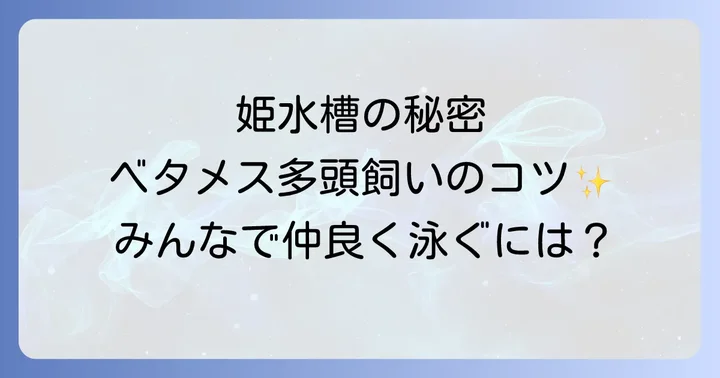 ベタメス多頭飼いで起こりやすいトラブルと対策