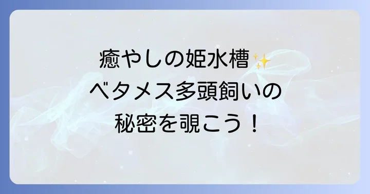 ベタメス多頭飼いに関するよくある質問