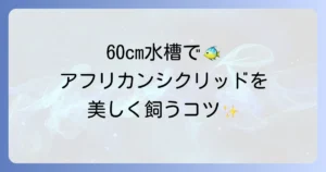 アフリカンシクリッドの60cm水槽飼育のコツと注意点を徹底解説