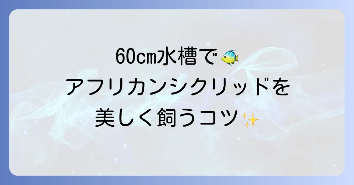 アフリカンシクリッドの60cm水槽飼育のコツと注意点を徹底解説