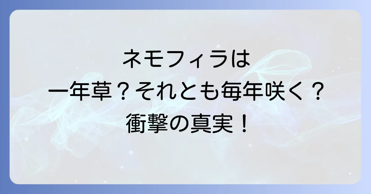 ネモフィラは多年草？一年草？その真実と毎年楽しむ栽培のコツを徹底解説