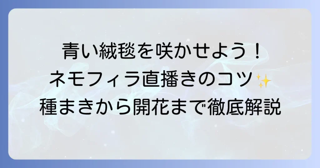 ネモフィラを直播きで青い絨毯を咲かせよう！失敗しない種まきから開花までの徹底解説
