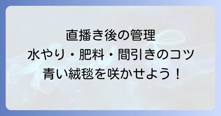 直播き後のネモフィラ管理：水やり・肥料・間引き