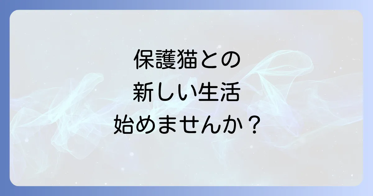 大人の野良猫を飼う！保護から馴らし方まで徹底解説