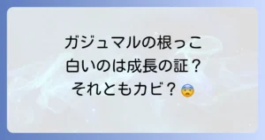 ガジュマルの根っこが白い原因と対処法を徹底解説！健康な根を育てるコツ
