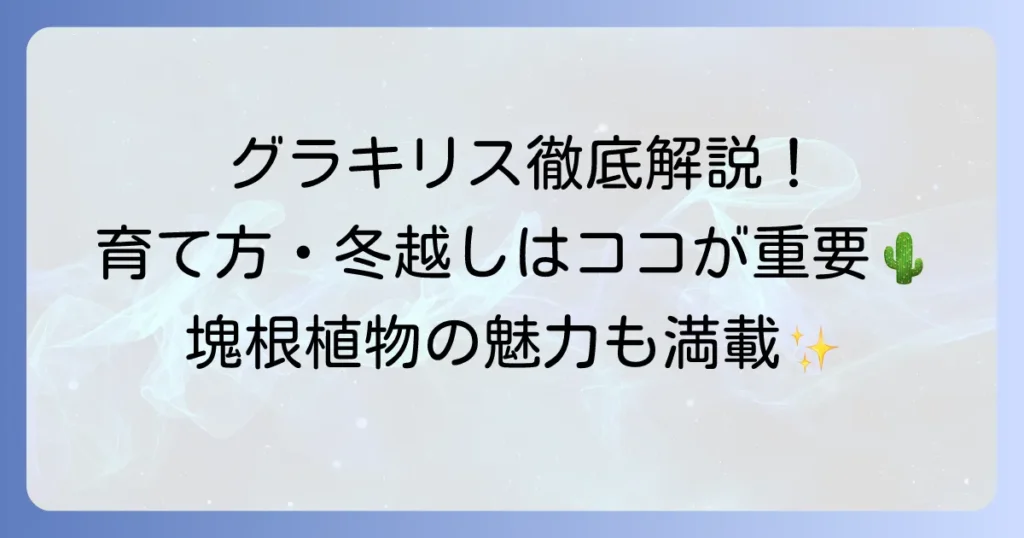 パキポディウムグラキリスの育て方徹底解説：魅力から冬越し、発根管理まで