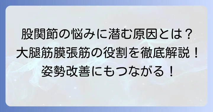 大腿筋膜張筋とは？その役割と硬くなる原因