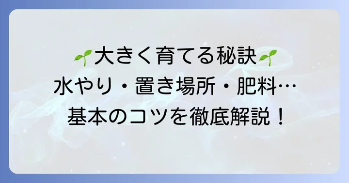 パンダガジュマルを大きく育てるための基本のコツ