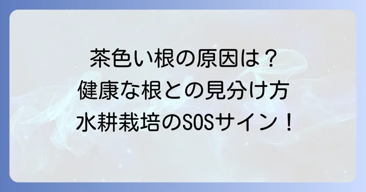 水耕栽培の根が茶色くなる原因と健康な根との見分け方