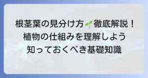 根茎葉の区別がある植物とは？その特徴と役割を徹底解説