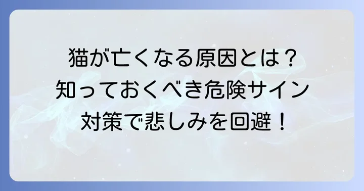 猫が留守番中に亡くなる主な原因と潜む危険