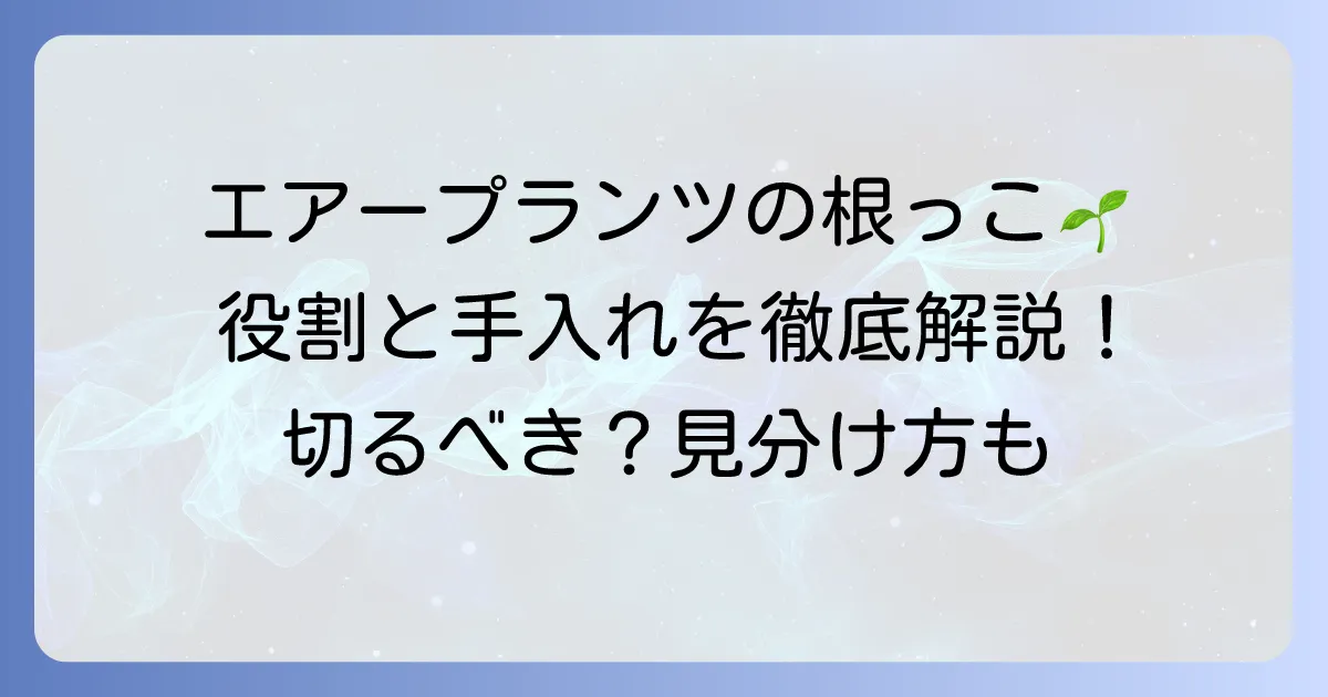 エアープランツの根っこの役割と手入れ方法を徹底解説！切るべきか判断するコツ
