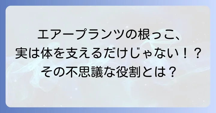 エアープランツの根っこはどんな役割があるの？