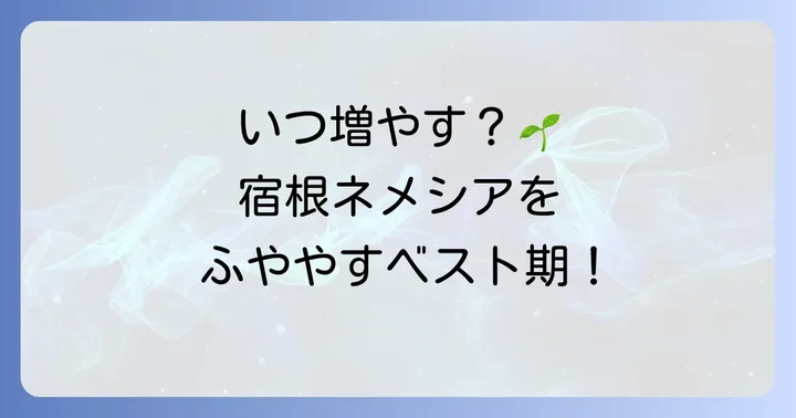 宿根ネメシアを増やす最適な時期と準備