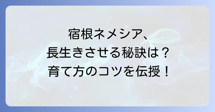 増やした宿根ネメシアを元気に育てるための管理