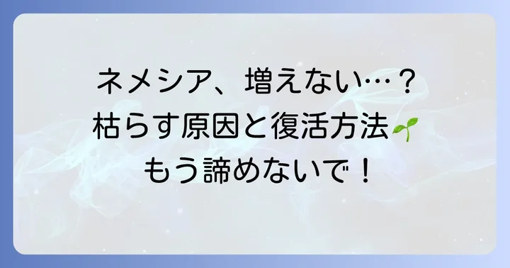 宿根ネメシアが増えない・枯れる原因と解決策
