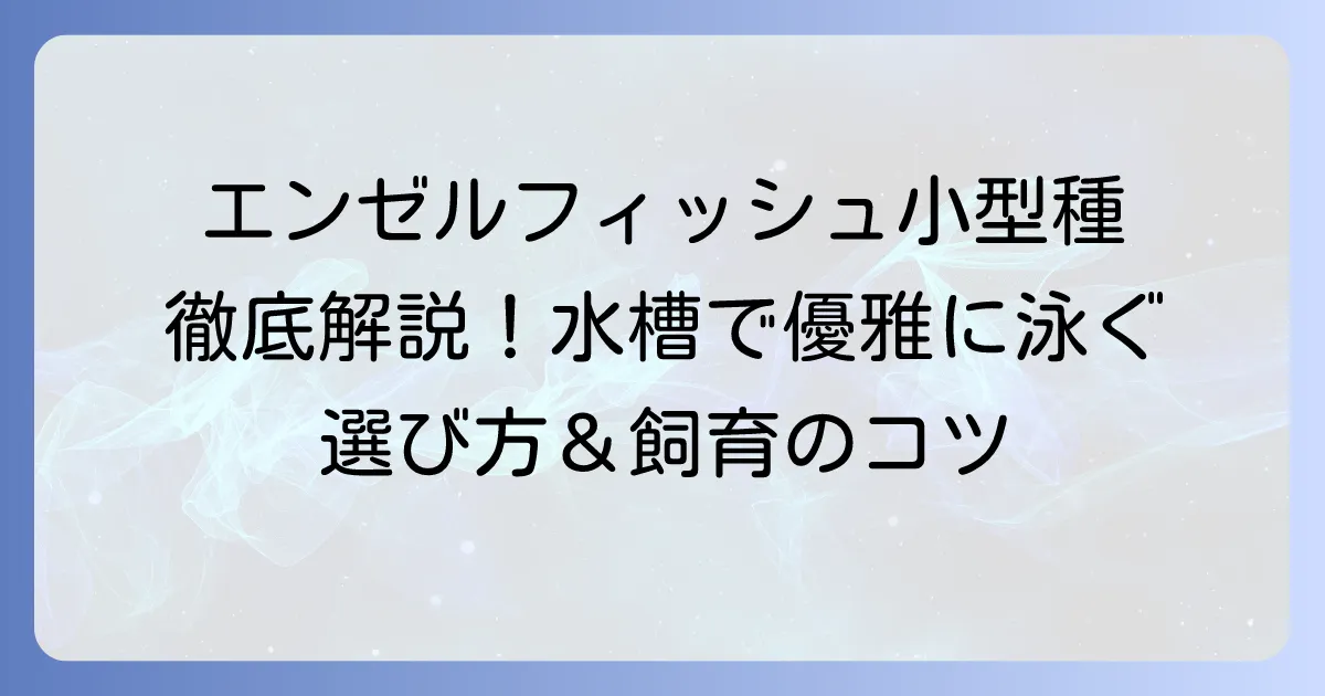 エンゼルフィッシュ小型種を徹底解説！飼育のコツからおすすめの種類まで