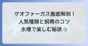 ゲオファーガスの種類を徹底解説！人気の品種から飼育のコツまで