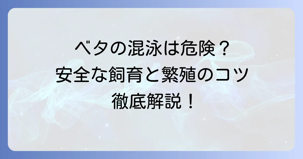 ベタのオスとメスの混泳は危険？安全に飼育するための条件と繁殖のコツを徹底解説
