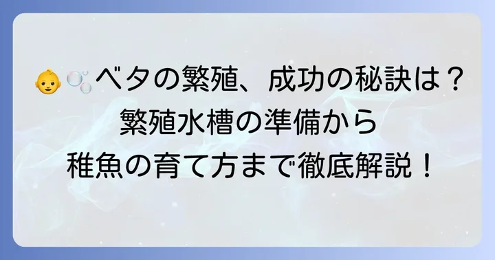 ベタの繁殖を目的としたオスメス混泳の進め方
