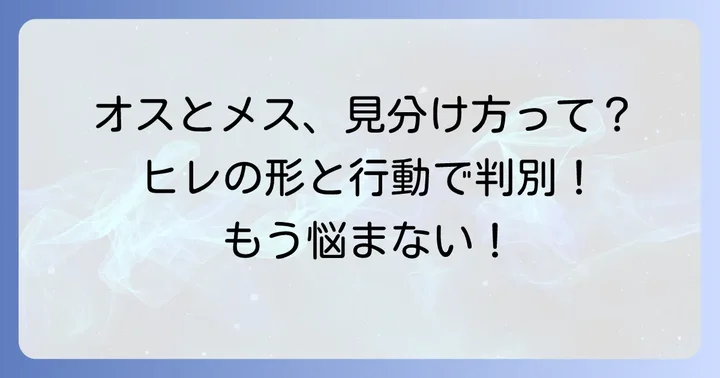ベタのオスとメスを見分ける方法