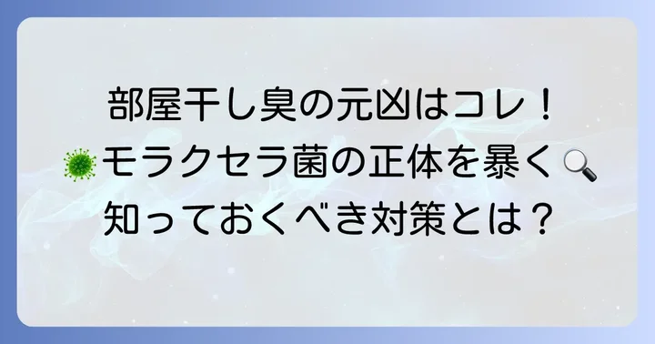 モラクセラ菌とは？部屋干し臭の原因を解説