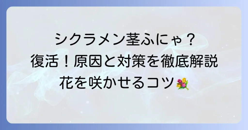 シクラメンの茎がふにゃふにゃになる原因と復活させるための対処法
