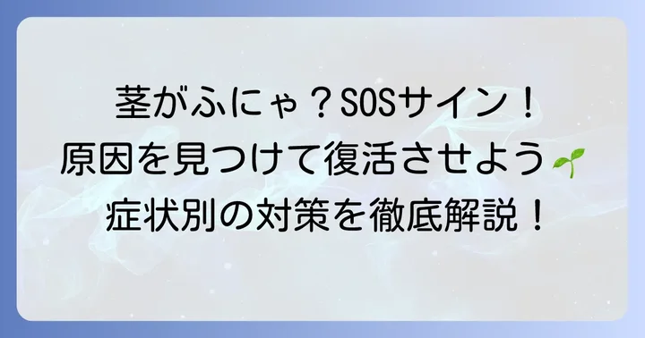 シクラメンの茎がふにゃふにゃになる主な原因を特定する