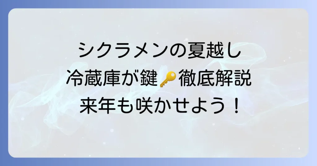 シクラメンの夏越しに冷蔵庫は有効？失敗しないための徹底解説