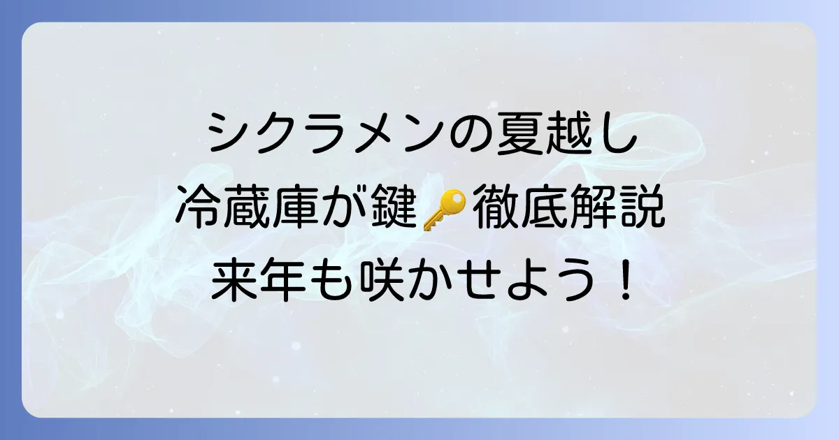 シクラメンの夏越しに冷蔵庫は有効？失敗しないための徹底解説
